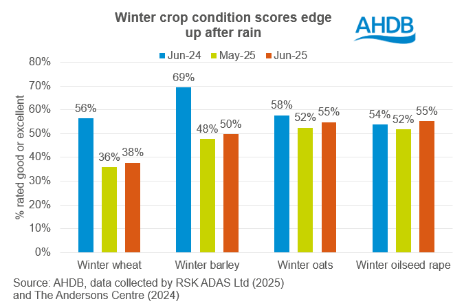 Winter crops June 2025 conditions